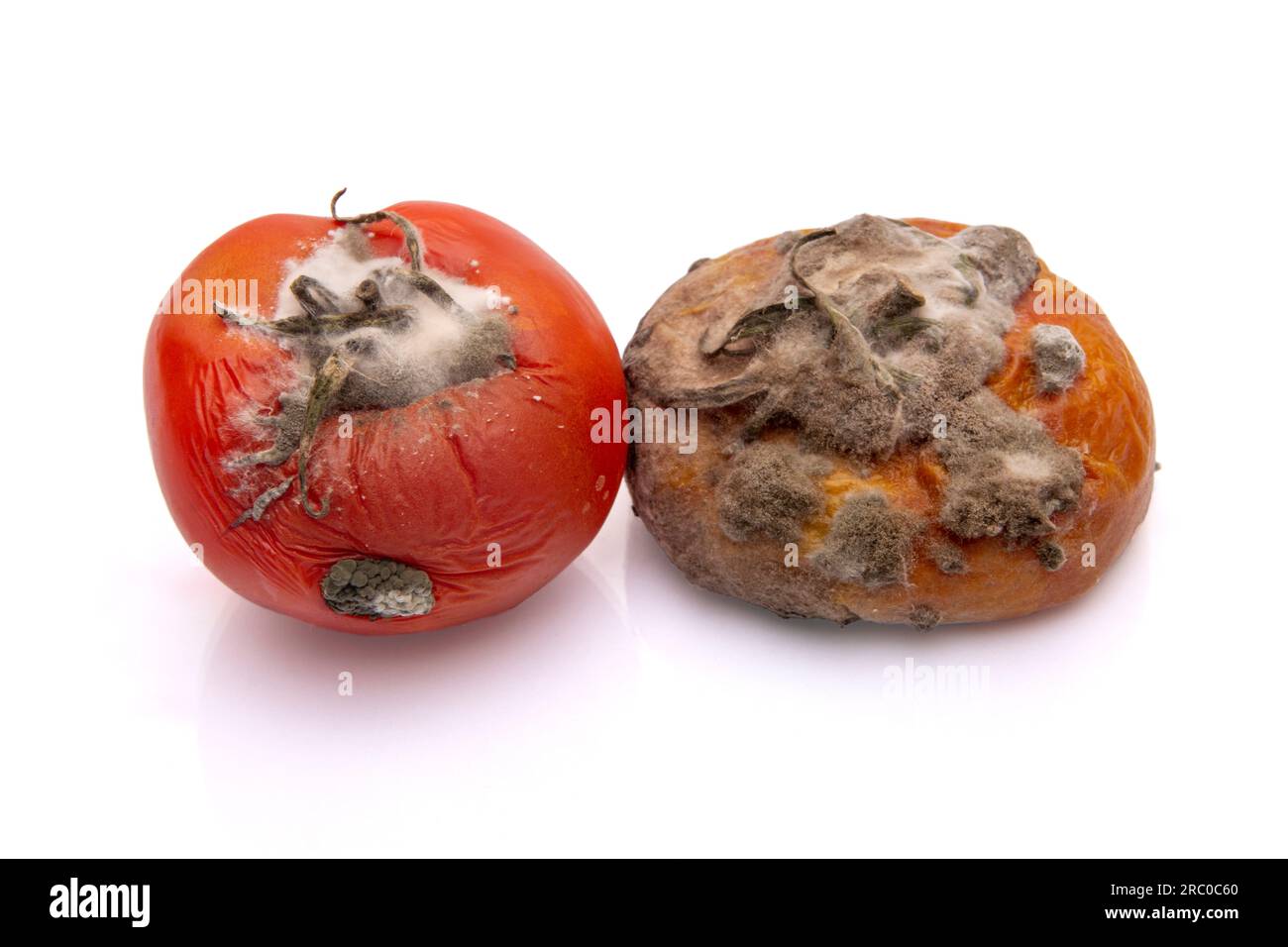 Eine faule und schimmelige Tomate auf einem weißen, isolierten Hintergrund Stockfoto