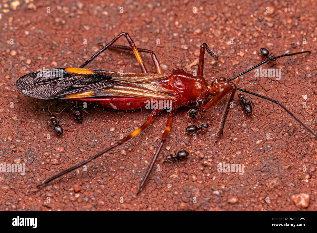 Erwachsene weibliche Rover Ameisen der Gattung Brachymyrmex, die einen erwachsenen Assassinenkäfer der Art Graptocleptes bicolor ausnutzen Stockfoto