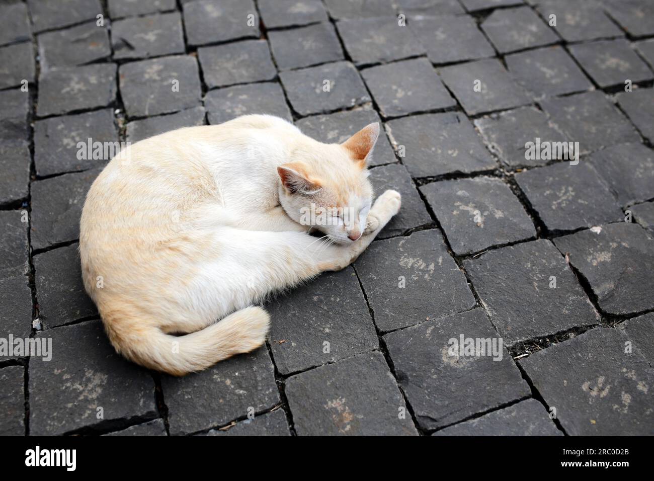 Eine Katze schlief tagsüber auf einer Straße, die mit Würfeln aus schwarzen Ziegeln gepflastert war. Auf der rechten Seite des Bildes befindet sich ein leerer Bereich. Stockfoto