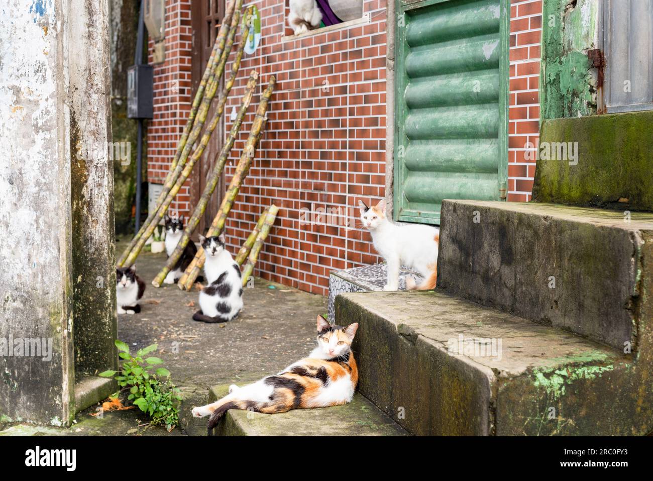 Eine Gruppe hungriger, obdachloser streunender Katzen. Tierschutz- und Adoptionskonzept Stockfoto