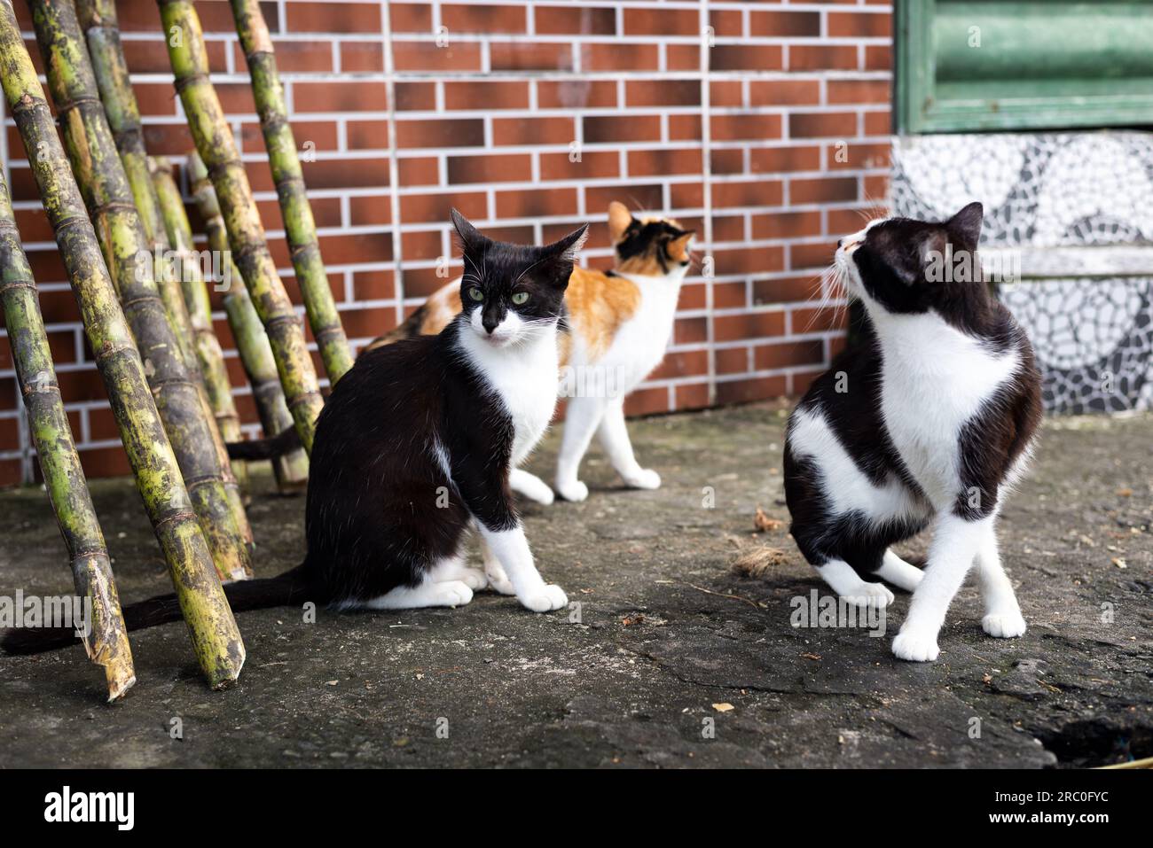 Katzen auf der Straße, die die Bewegung beobachten. Obdachlos. Tierschutz- und Adoptionskonzept Stockfoto