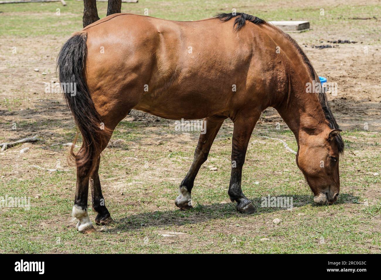 Das vom Aussterben bedrohte Ojibwe Horse oder Lac La Croix Indianerpony. Stockfoto