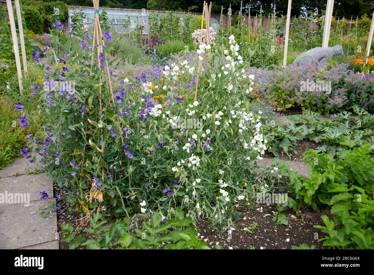 Englische Gartengrenze voller blühender Erbsen ( Lathyrus odoratus) Stockfoto