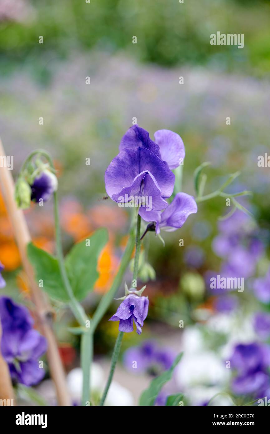 Englische Gartengrenze voller blühender Erbsen ( Lathyrus odoratus) Stockfoto