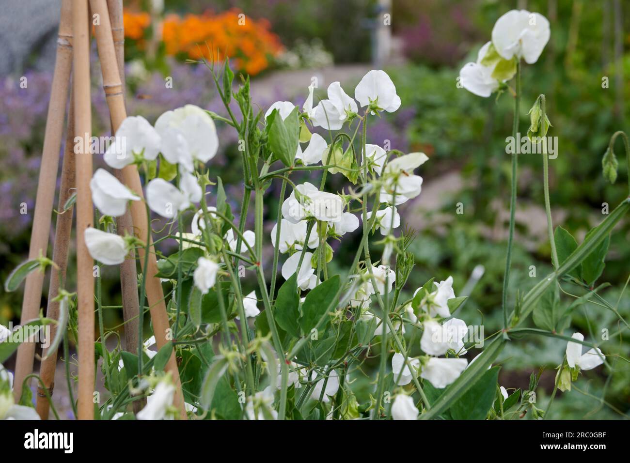 Englische Gartengrenze voller blühender Erbsen ( Lathyrus odoratus) Stockfoto