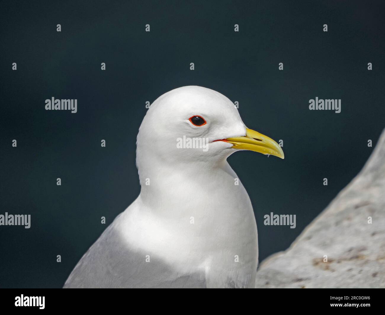 Kittiwake (Rissa tridactyla) mit gelbem Schirm und rotem Ring auf dem Meeresklippenvorsprung in Northumberland, England, Großbritannien Stockfoto