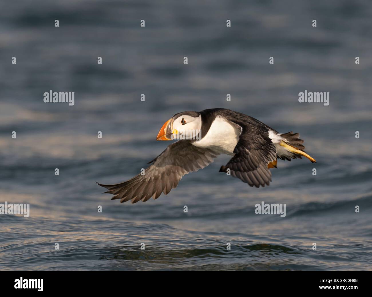 Atlantischer Puffin, der über die Nordsee fliegt Stockfoto