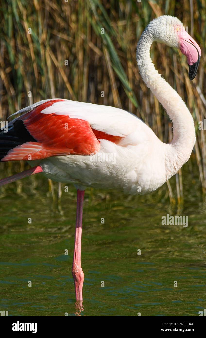 Großer Flamingo in der Camargue Frankreich Stockfoto