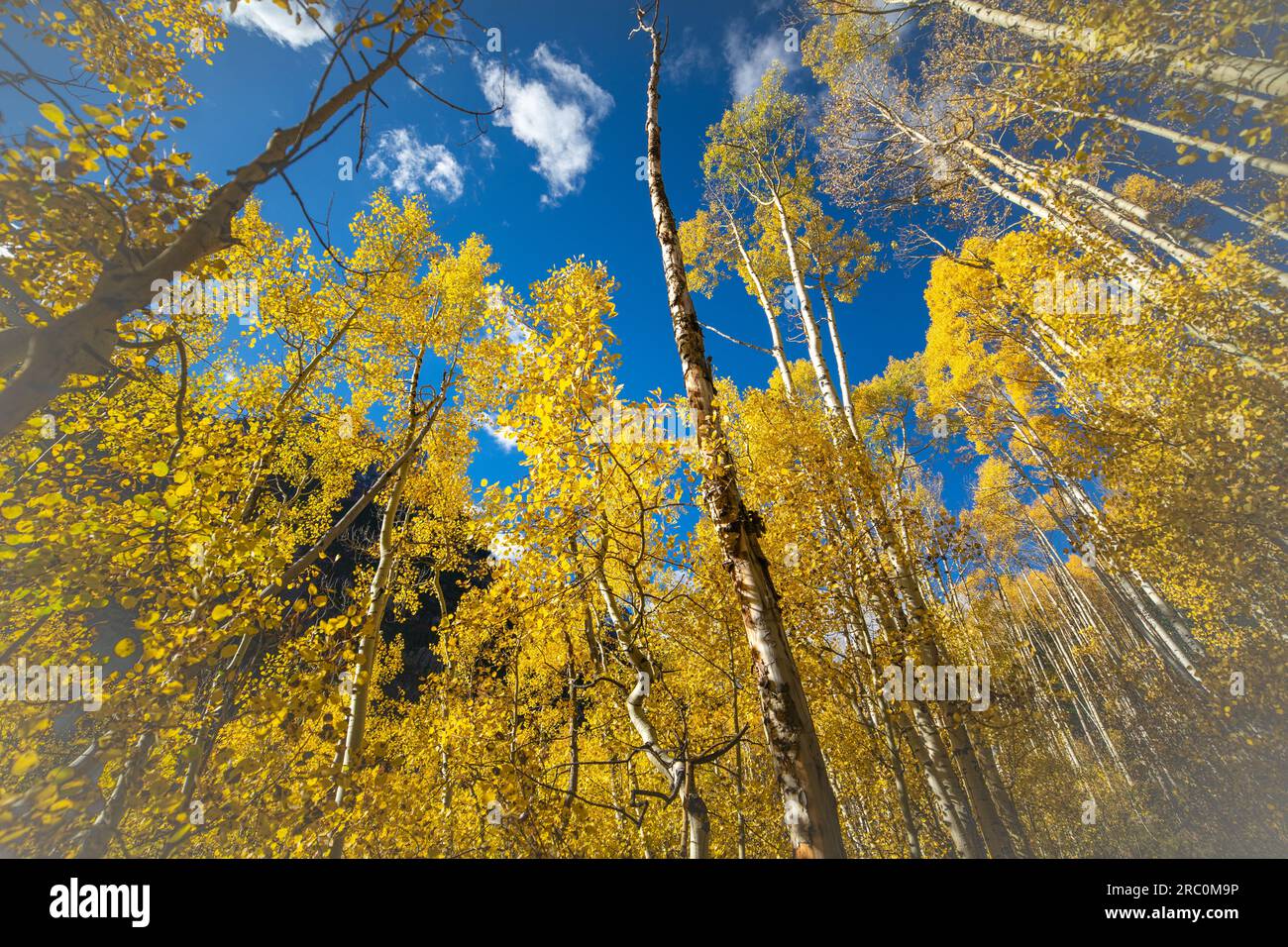 Golden Aspens in der Herbstsonne | Maroon Bells, Aspen, Colorado, USA Stockfoto