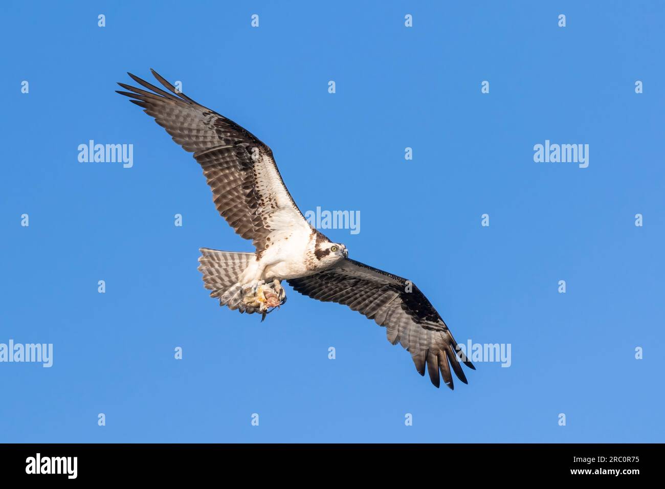 Osprey oder Fish Hawk (Pandion haliaetus), April, Flug, Florida, USA, Von Dominique Braud/Dembinsky Photo Assoc Stockfoto Osprey oder Fish Hawk (Pandion haliaetus), April, Flug, Florida, USA, Von Dominique Braud/Dembinsky Photo Assoc Stockfoto