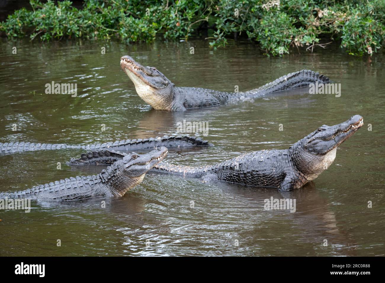 Amerikanischer Alligator (Alligator mississippiensis), der vor der Paarung ein Brautverhalten zeigt, Florida, USA, von Dominique Braud/Dembinsky Photo Assoc Stockfoto