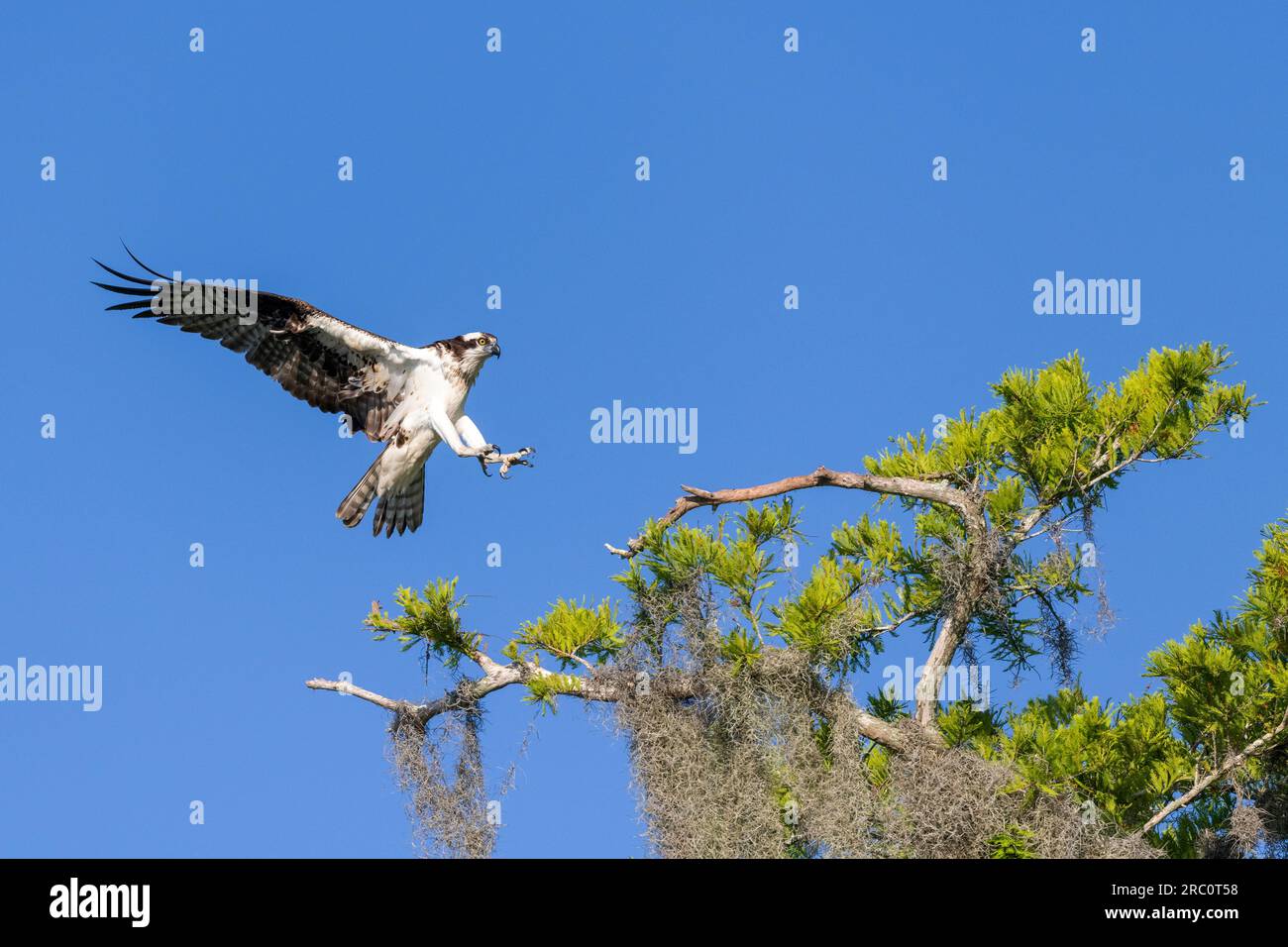 Fischadler (Pandion haliaetus), Landung auf Nest, April, Flug, Florida, USA, von Dominique Braud/Dembinsky Photo Assoc Stockfoto