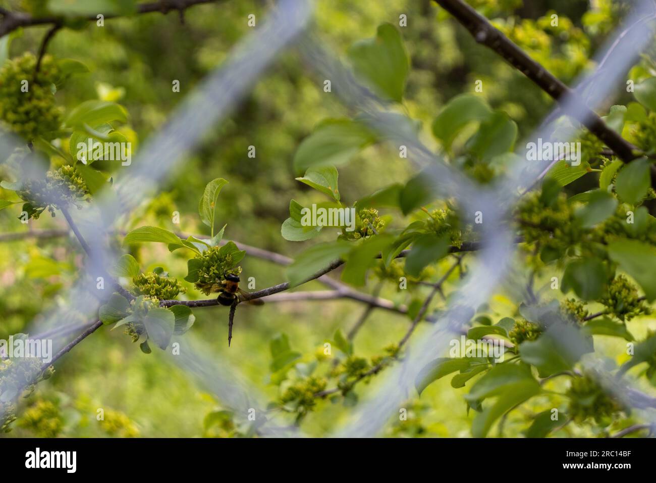 Zimmermannsbiene sitzt auf einem Baum - Nektar steckt fest - hinter einem Metallzaun. Aufgenommen in Toronto, Kanada. Stockfoto