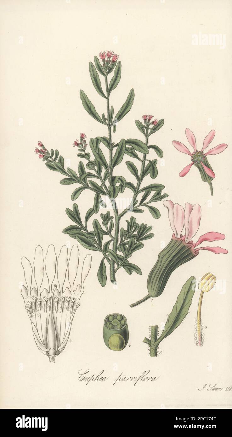 Kleinblütige Cuphea, Cuphea parviflora. Stammt aus der Karibik und wurde 1824 von Demerara (Guyana) vom Kaufmann und Sklavenbesitzer Charles Stewart Parker der Westindischen Inseln geschickt. Handfarbene Kupferplatte, Gravur von Joseph Swan nach einer botanischen Illustration von William Jackson Hooker aus seiner exotischen Flora William Blackwood, Edinburgh, 1827. Stockfoto