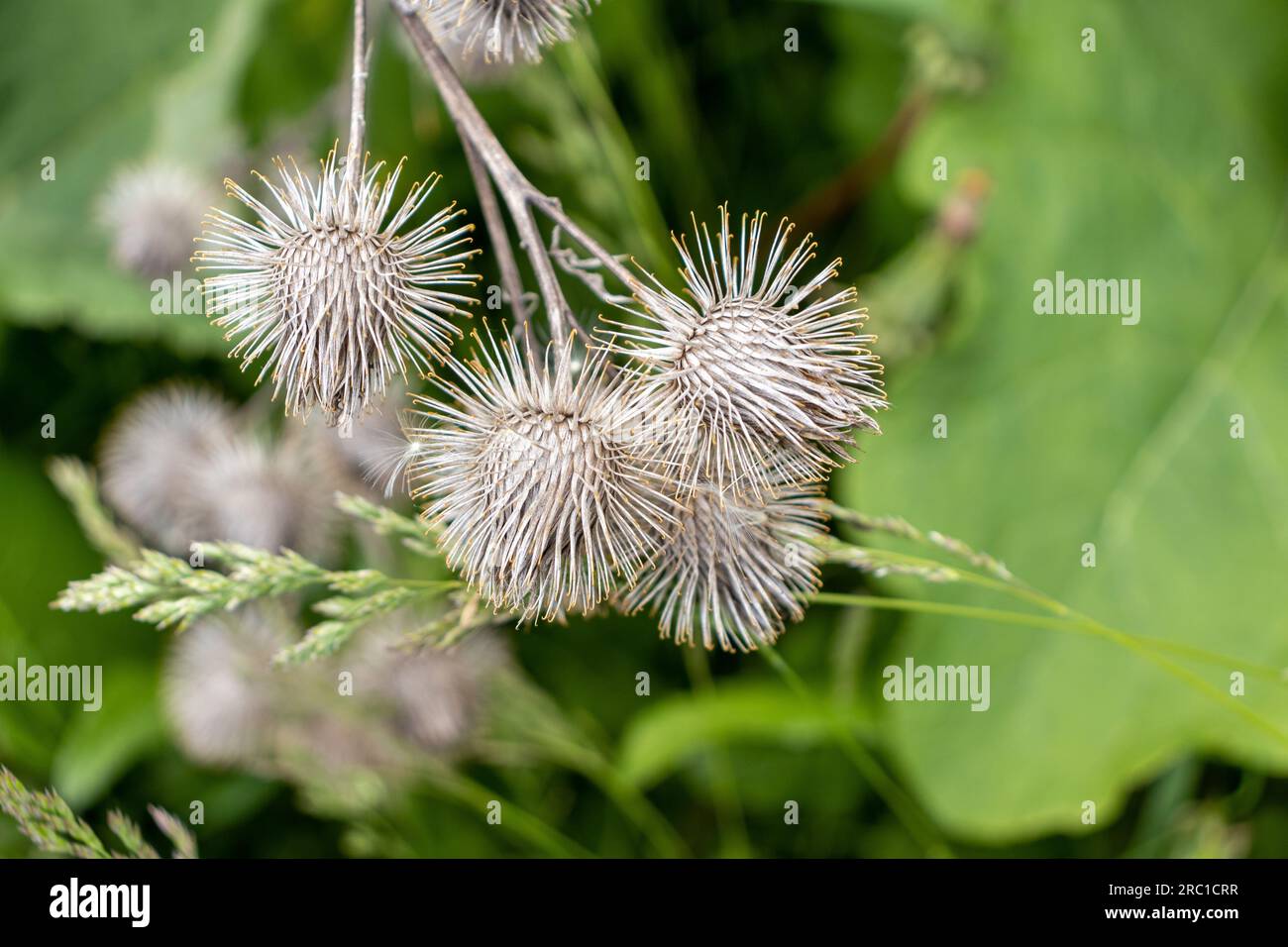 Braune Klette - stachelige Pflanze - Grünes Blatt verschwommener Hintergrund. Aufgenommen in Toronto, Kanada. Stockfoto