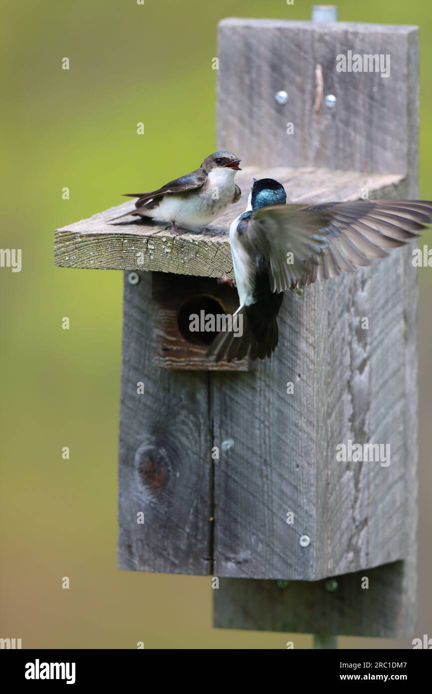 Ein Paar, das auf einer Bluebird-Box interagiert Stockfoto