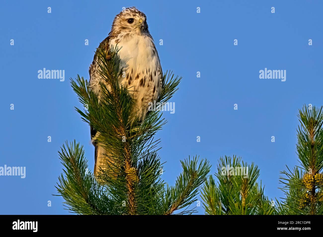Ein junger Rotschwanz-Falke „Bueto jamaicensis“, der im Sommer im ländlichen Alberta in Kanada auf einer immergrünen Kiefer steht. Stockfoto