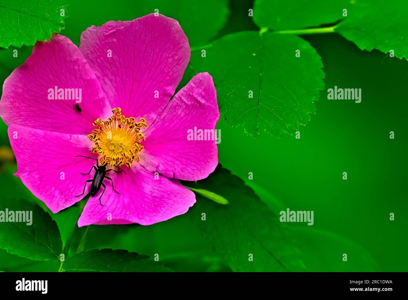 Nahaufnahme einer hübschen wilden Rosenblüte, Rosa acicularis, mit einem schwarzen Käfer auf grünem Blatthintergrund. Stockfoto