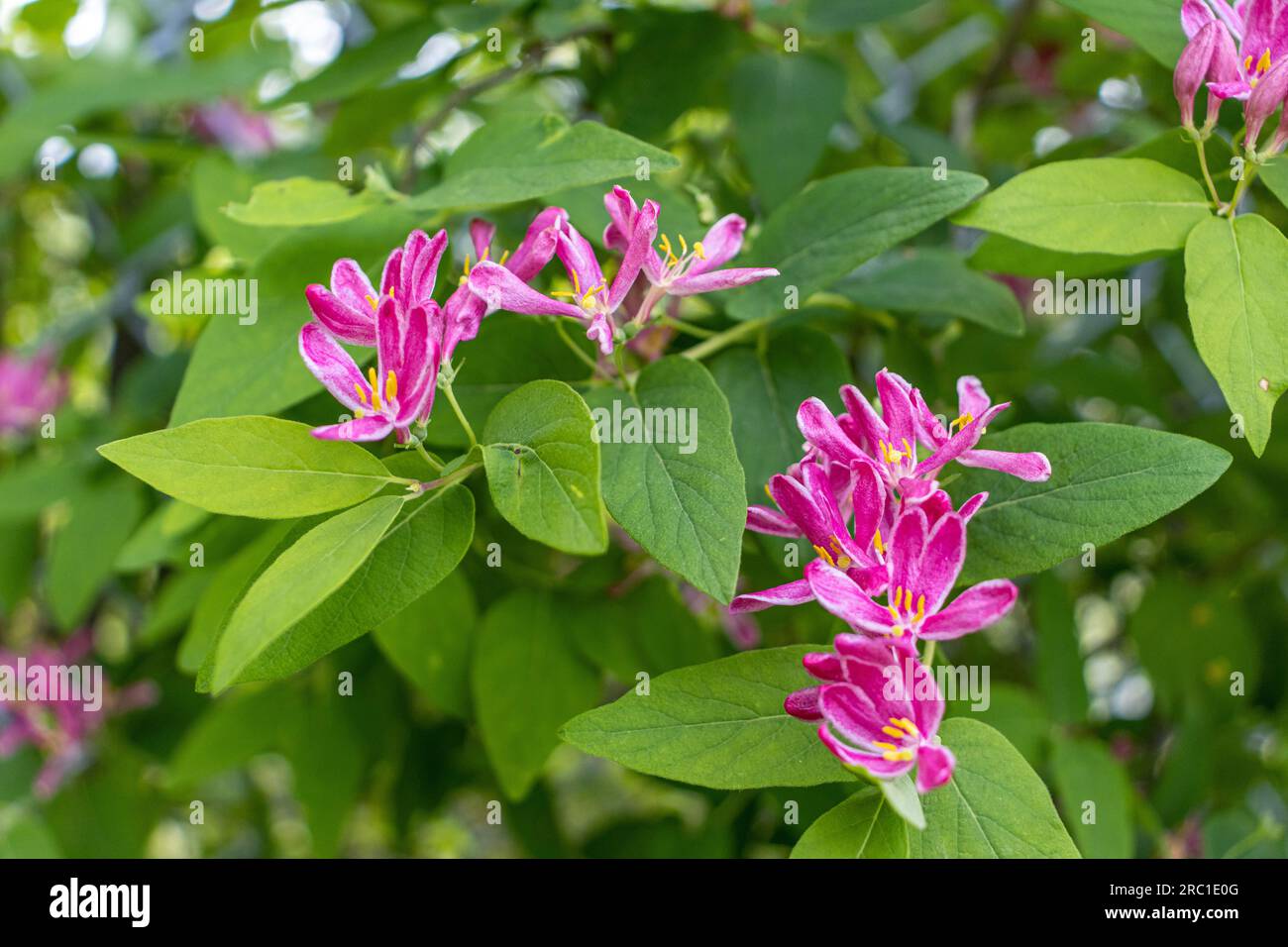 Pink-lila-tatarienblüte - grünes Blatt verschwommener Hintergrund. Aufgenommen in Toronto, Kanada. Stockfoto