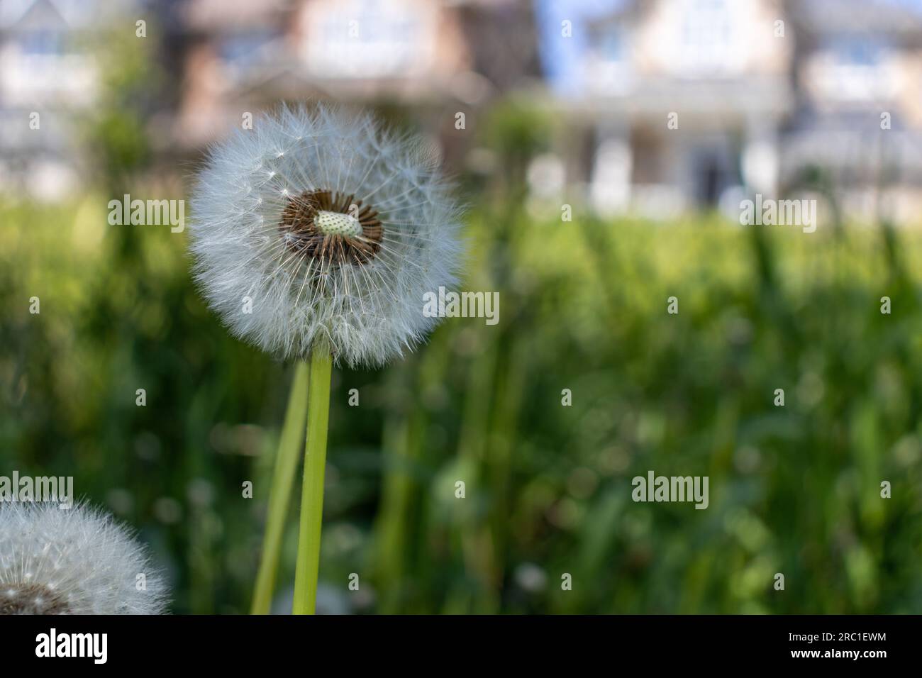 Löwenzahn-Flusspappus-Samen, halb weggeblasen - Nahaufnahme grüner Hintergrund. Aufgenommen in Toronto, Kanada. Stockfoto