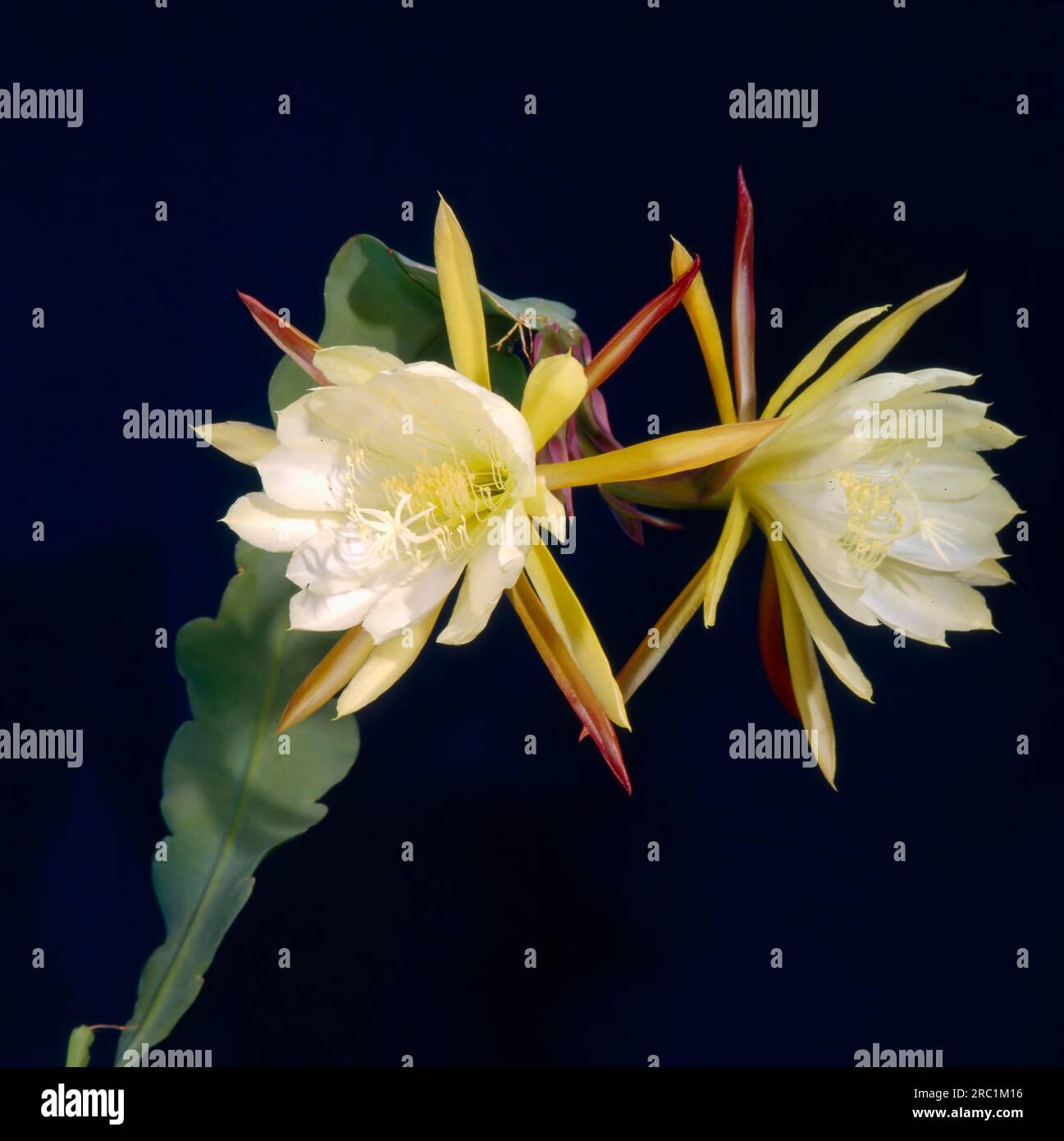 Blattkaktus (Epiphyllum Hybrid Stockfotografie - Alamy