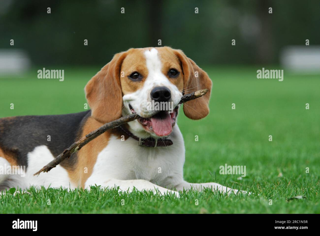 Junger Beagle, Tricolor, mit einem Stock spielen, FCI, Standard No. 161, junger Beagle, mit einem Haushund spielen (Canis lupus familiaris) Stockfoto