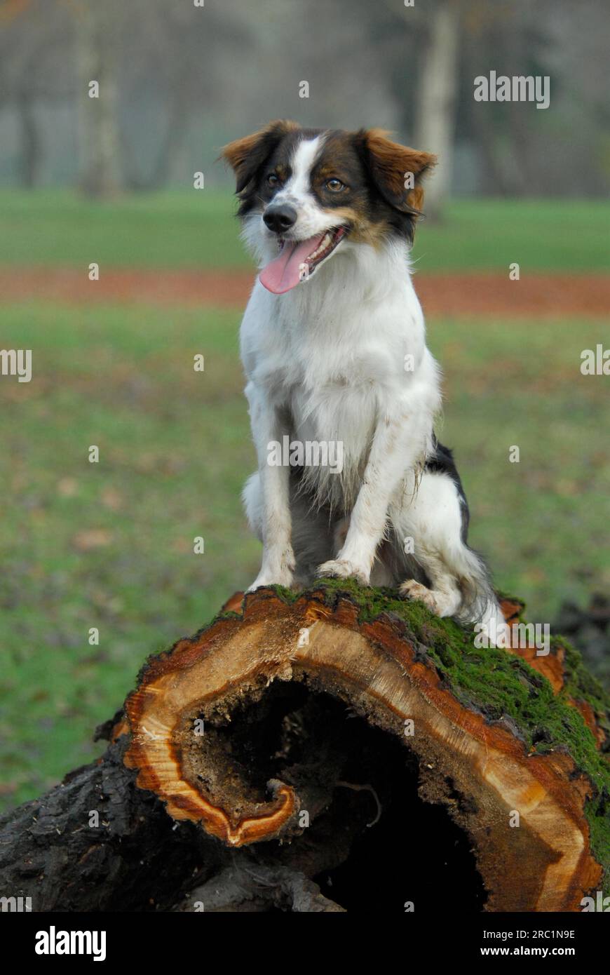 Kromfohrlaender, männlich, glatte Haare, weiß mit dunkelbraunen Markierungen, sitzt auf einem gefällten, hohlen Holzstamm, FCI-Standard Nr. 192, lang, weiß mit Stockfoto