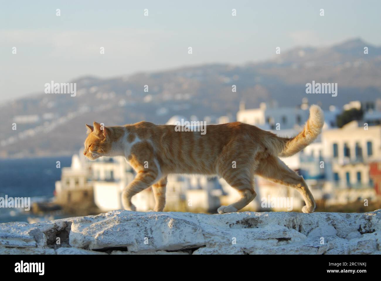 Hauskatze, Red Tabby mit Weiß, geht über eine Mauer mit Blick auf die Altstadt von Mykonos, auch Klein Venedig genannt, Kykladen, Griechenland Stockfoto