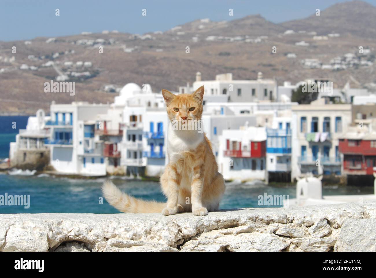 Hauskatze, Red Tabby mit Weiß, sitzt an einer Wand mit Blick auf die Altstadt von Mykonos, auch Klein Venedig genannt, Kykladen, Griechenland, Katze Stockfoto