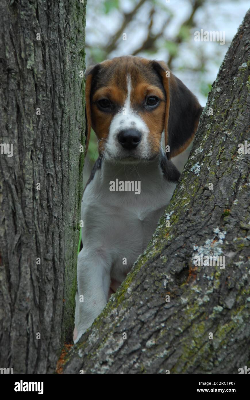 Junger Beagle, Welpe, dreifarbig, durch Äste, Porträt, FCI, Standard No. 161, junger Beagle, Welpe, durch Zweige gucken, Inland Stockfoto