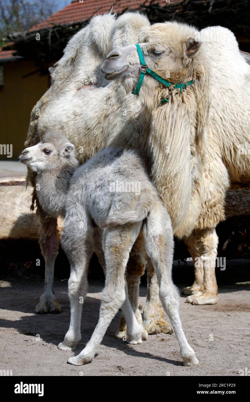 Bactrianisches Kamel, Kamel, Bactrianisches Kamel, Camelus Steppe Wolf (Bactrianus), Jungtier, Gefangener Zoo, Deutschland Stockfoto