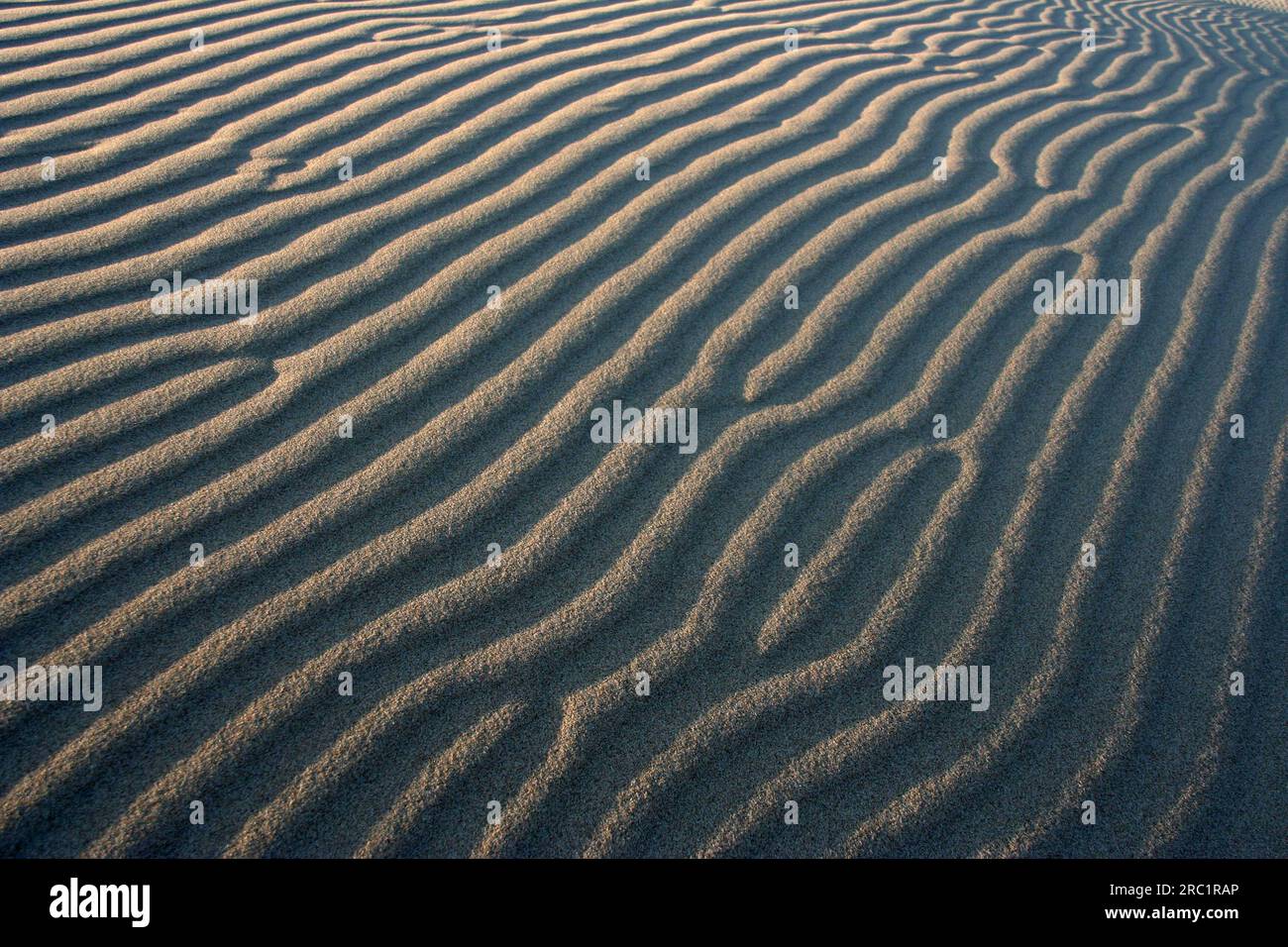 Muster im Sand der Oregon Sanddünen, USA Stockfoto