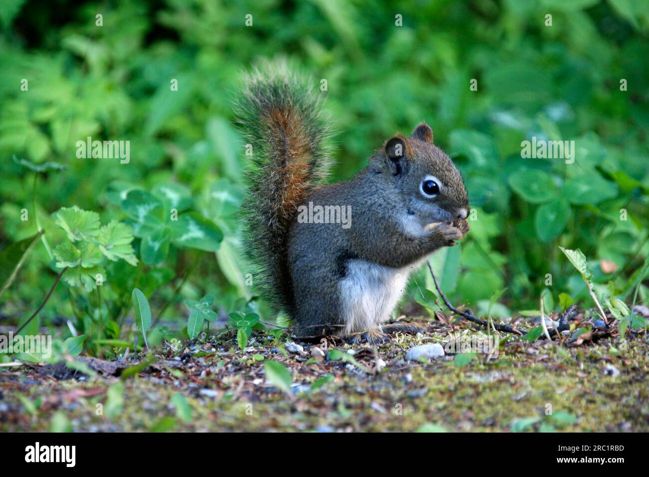 Little Eichhörnchen am McLeod Lake, British Columbia, Kanada Stockfoto