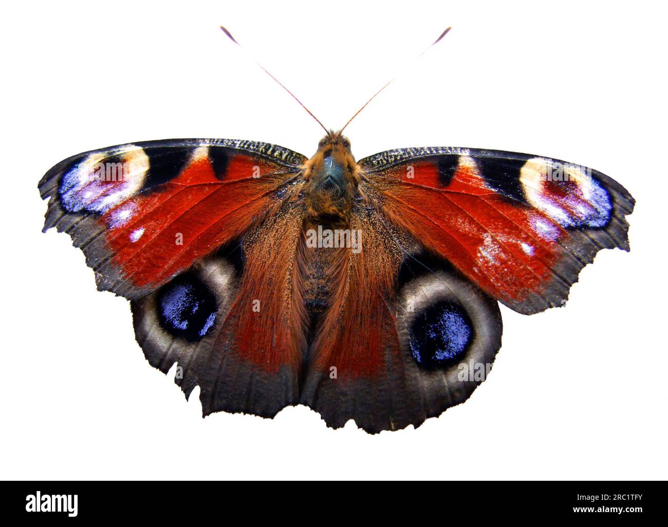 Ein Pfauenauge Schmetterling Stockfoto