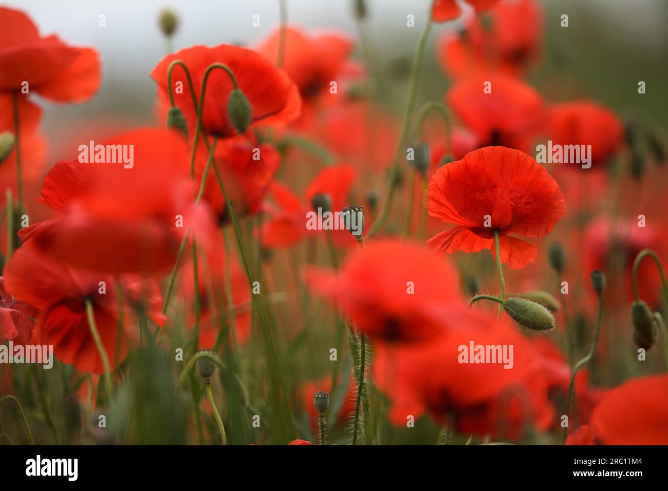 Wiese mit rotem Mohn im Frühling Stockfoto