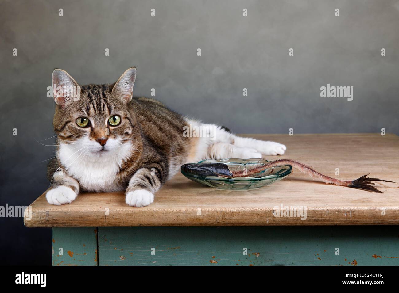 Bild mit Katzen- und Fischskelett auf dem Tisch Stockfoto