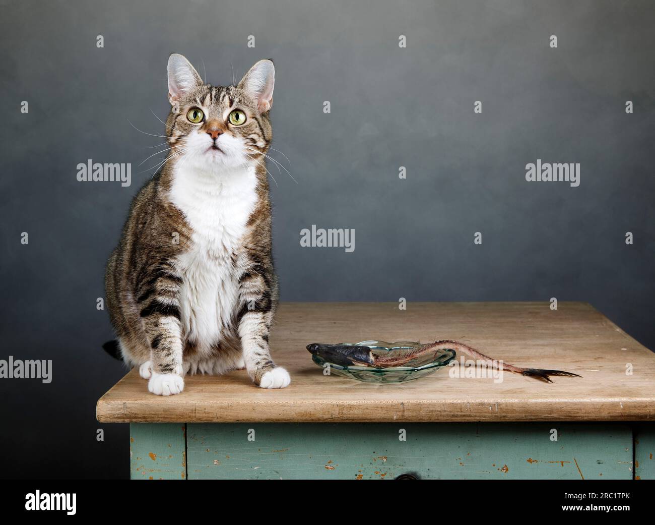 Bild mit Katzen- und Fischskelett auf dem Tisch Stockfoto