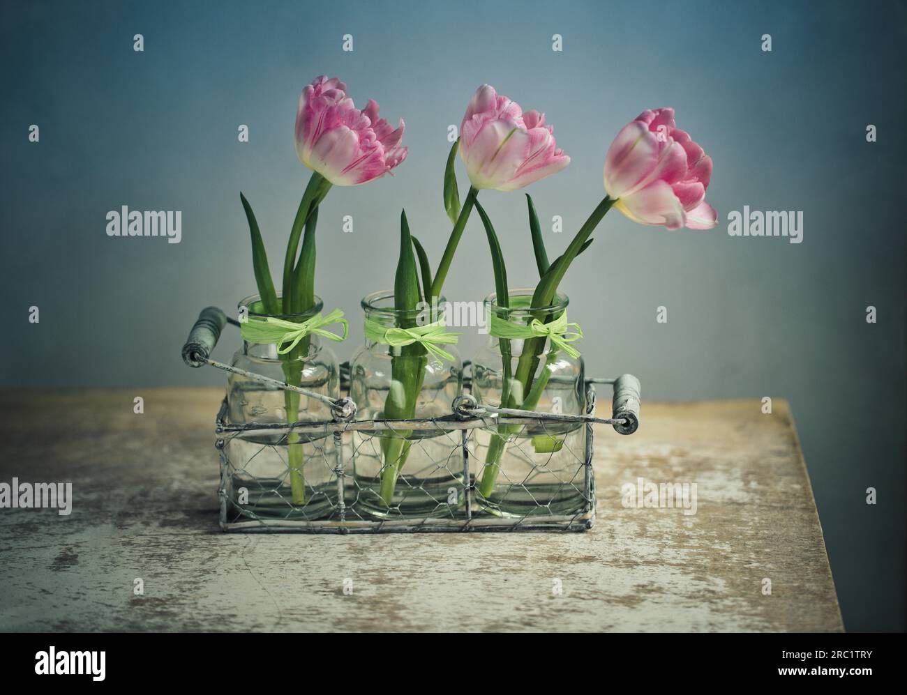 Drei zarte rosa Tulpenblüten Stockfoto