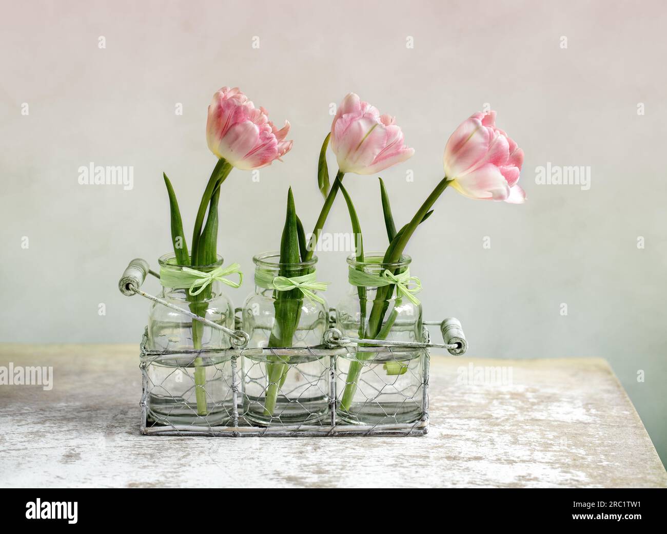 Drei zarte rosa Tulpenblüten Stockfoto