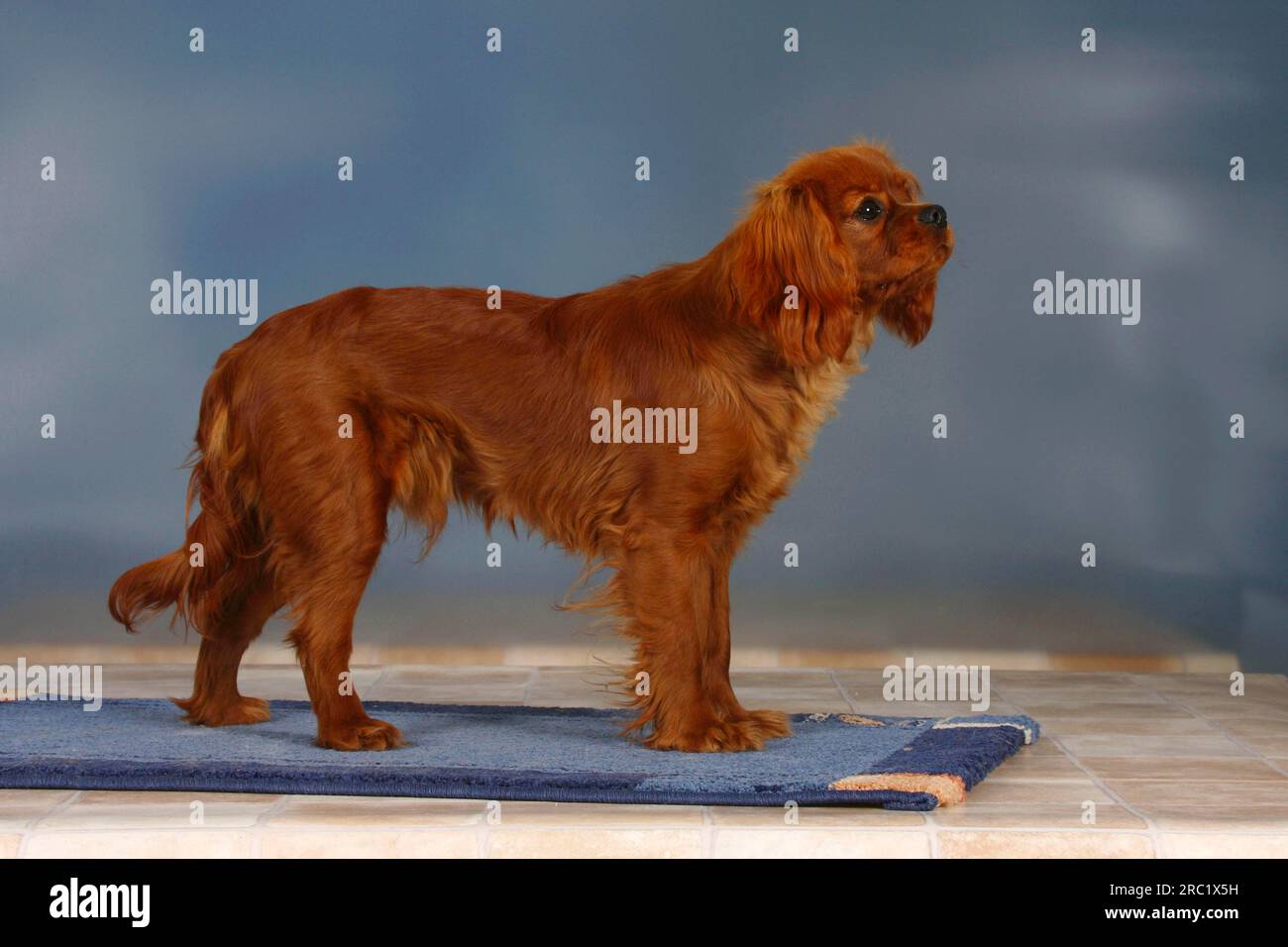 Kavalier König Charles Spaniel, rubinrot, 7 Monate, Side Stockfoto