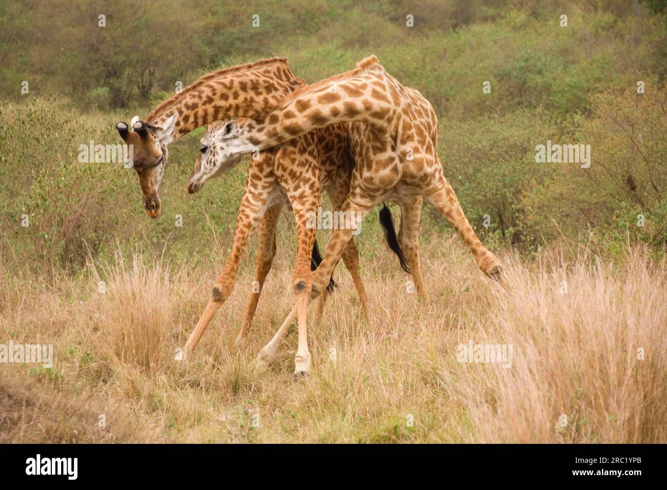 Maasai Giraffen, Maasai Mara Game Reserve (Giraffa camelopardalis tippelskirchii), Kenia Stockfoto