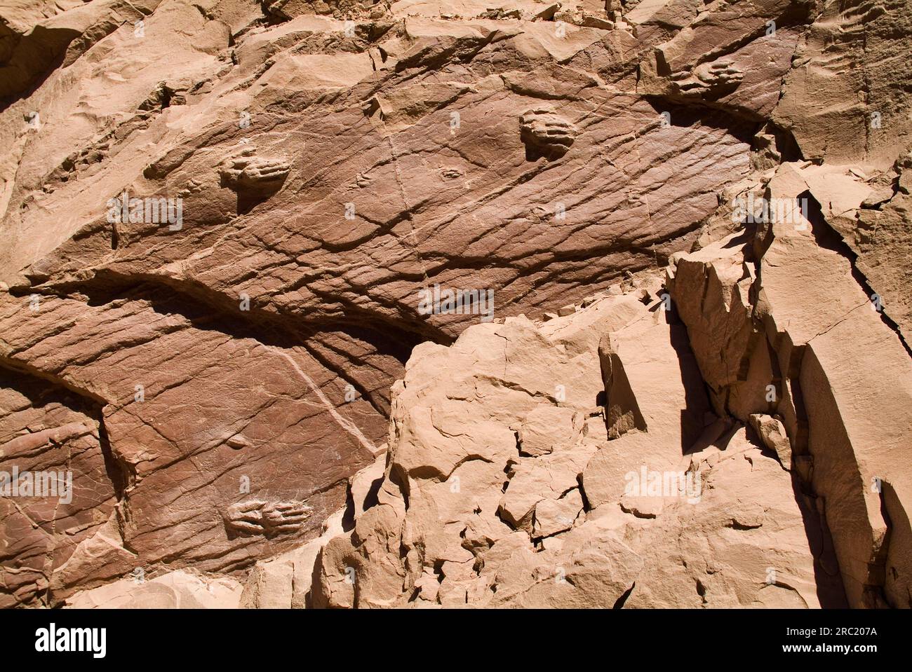 Fossilized Dinosaur Footprints, Laguna Brava, Las Vicunas National Reserve, High Andes, La Rioja Province, Argentinien Stockfoto