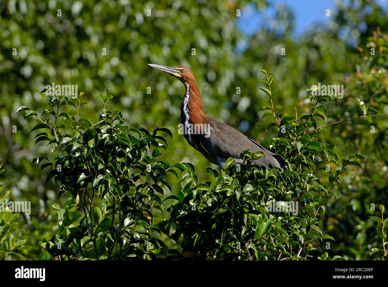 Rufescent Tiger-Reiher (Tigrisoma Lineatum), Pantanal, Brasilien Stockfoto