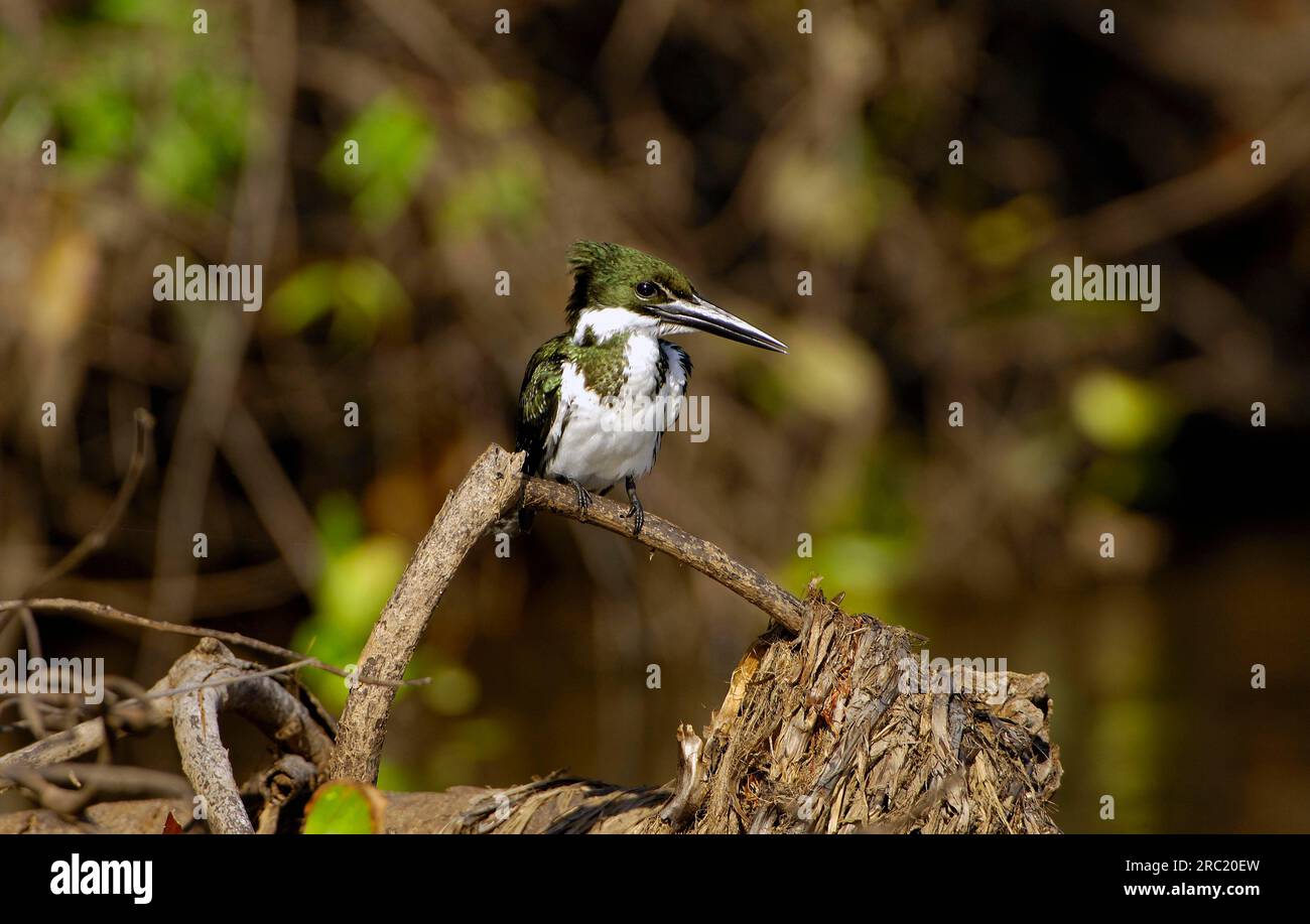 Amazon Kingfisher (Chloroceryle Amazona), Pantanal, Brasilien Stockfoto