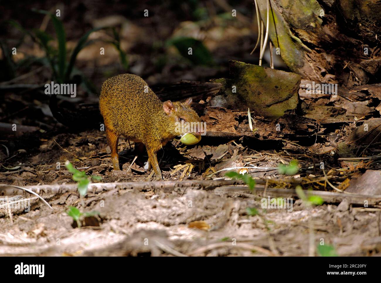 PACA (Agouti), Pantanal (Dasyprocta agouti), Brasilien Stockfoto