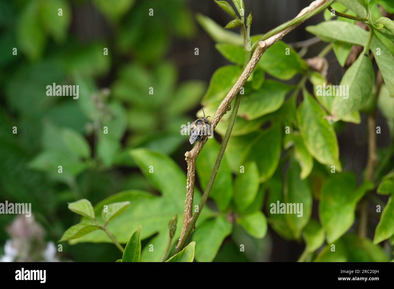 Eine europäische Honigbiene, die Pollen von einer Basilikumblume sammelt Stockfoto