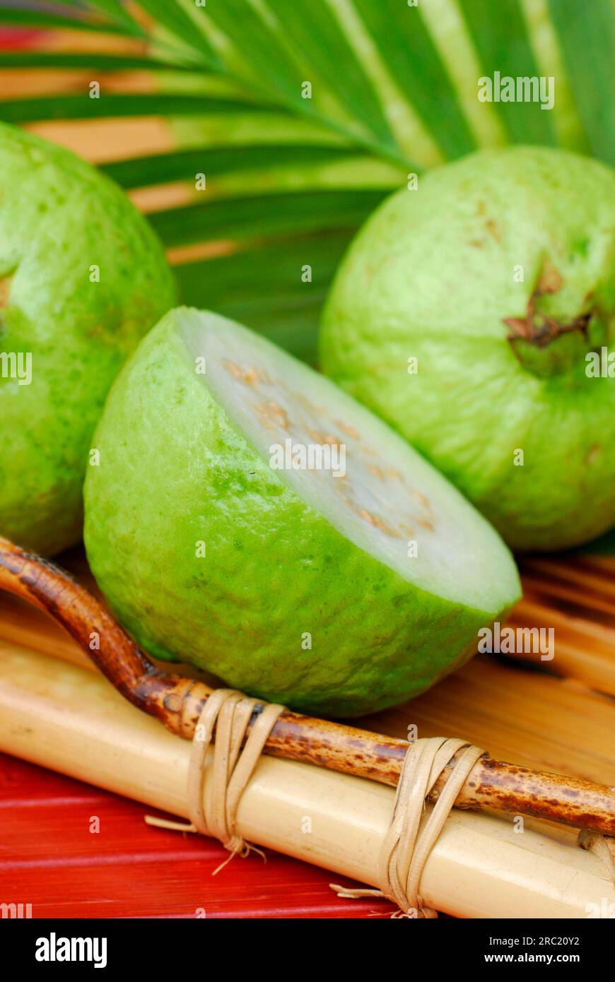 ACCA sellowiana (Acca sellowiana) feijoa, Ananasguava Stockfoto