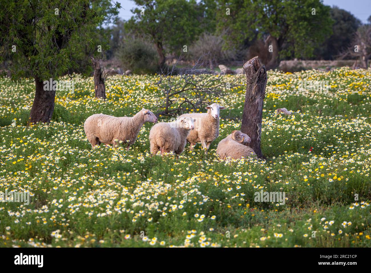 Schafe auf einer Blumenwiese, Mallorca Stockfoto