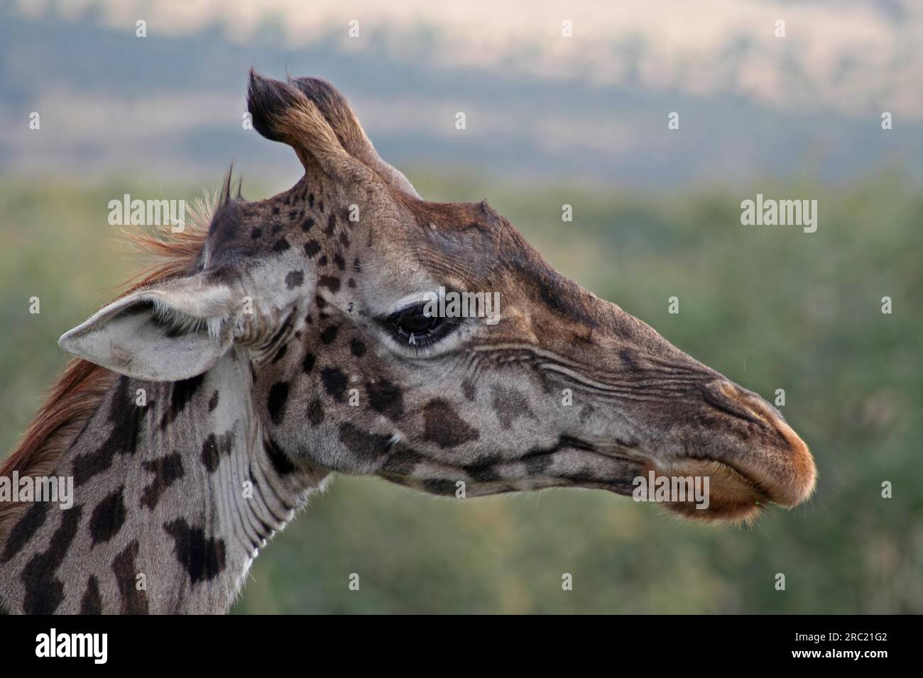 Giraffe bei Masai Mara, Kenia Giraffe bei Masai Mara, Kenia, Wildife ------------------------------------------------------------ Ein Wildtierdokument, nichts arrangiert oder manipuliert Stockfoto