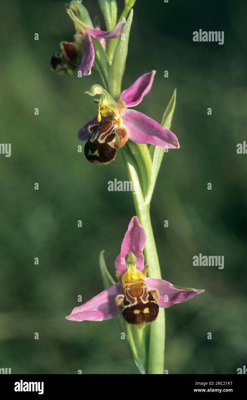 Bienenorchid, Bienenorchid (ophrys apifera), Bienenorchid, ophrys abeille Stockfoto